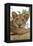 Uganda, Ishasha, Queen Elizabeth National Park. Lioness in tree, resting on branch.-Emily Wilson-Framed Premier Image Canvas