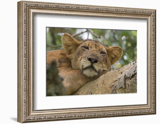 Uganda, Ishasha, Queen Elizabeth National Park. Lioness in tree, resting on branch.-Emily Wilson-Framed Photographic Print