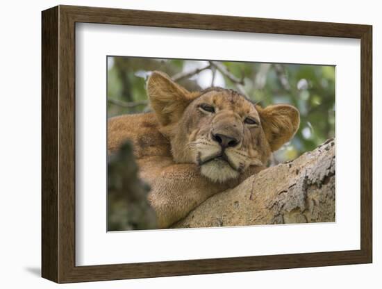 Uganda, Ishasha, Queen Elizabeth National Park. Lioness in tree, resting on branch.-Emily Wilson-Framed Photographic Print