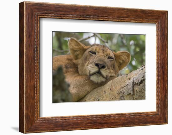 Uganda, Ishasha, Queen Elizabeth National Park. Lioness in tree, resting on branch.-Emily Wilson-Framed Photographic Print