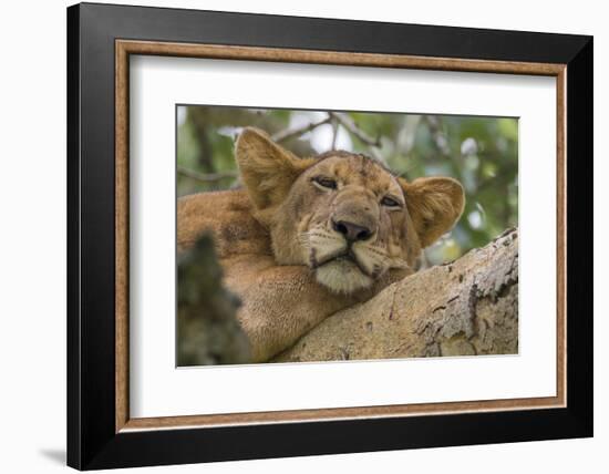 Uganda, Ishasha, Queen Elizabeth National Park. Lioness in tree, resting on branch.-Emily Wilson-Framed Photographic Print