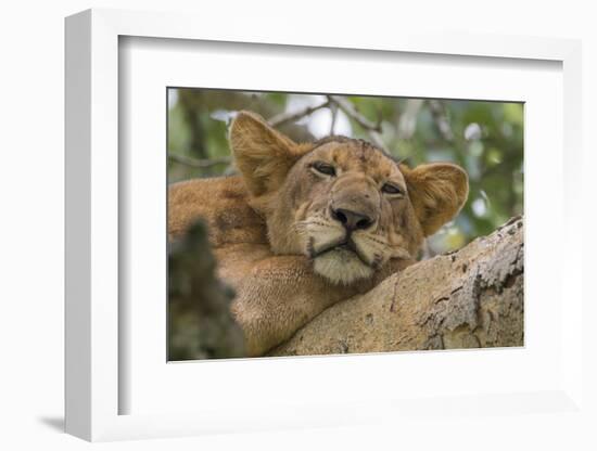 Uganda, Ishasha, Queen Elizabeth National Park. Lioness in tree, resting on branch.-Emily Wilson-Framed Photographic Print