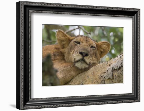 Uganda, Ishasha, Queen Elizabeth National Park. Lioness in tree, resting on branch.-Emily Wilson-Framed Photographic Print