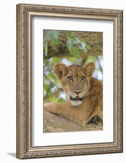 Uganda, Ishasha, Queen Elizabeth National Park. Lioness in tree, resting on branch.-Emily Wilson-Framed Photographic Print