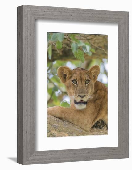 Uganda, Ishasha, Queen Elizabeth National Park. Lioness in tree, resting on branch.-Emily Wilson-Framed Photographic Print