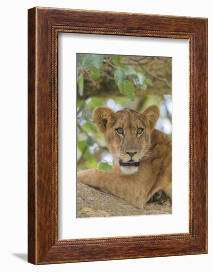 Uganda, Ishasha, Queen Elizabeth National Park. Lioness in tree, resting on branch.-Emily Wilson-Framed Photographic Print