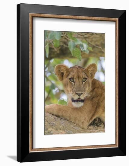 Uganda, Ishasha, Queen Elizabeth National Park. Lioness in tree, resting on branch.-Emily Wilson-Framed Photographic Print