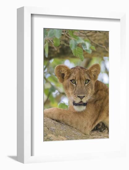 Uganda, Ishasha, Queen Elizabeth National Park. Lioness in tree, resting on branch.-Emily Wilson-Framed Photographic Print