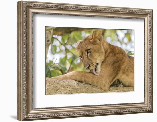 Uganda, Ishasha, Queen Elizabeth National Park. Lioness in tree, resting on branch.-Emily Wilson-Framed Photographic Print