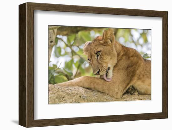 Uganda, Ishasha, Queen Elizabeth National Park. Lioness in tree, resting on branch.-Emily Wilson-Framed Photographic Print