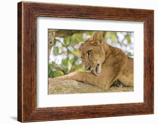 Uganda, Ishasha, Queen Elizabeth National Park. Lioness in tree, resting on branch.-Emily Wilson-Framed Photographic Print