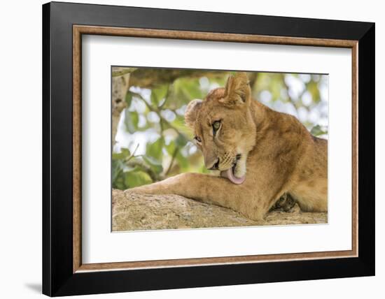 Uganda, Ishasha, Queen Elizabeth National Park. Lioness in tree, resting on branch.-Emily Wilson-Framed Photographic Print