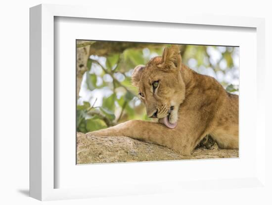 Uganda, Ishasha, Queen Elizabeth National Park. Lioness in tree, resting on branch.-Emily Wilson-Framed Photographic Print