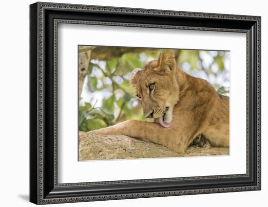 Uganda, Ishasha, Queen Elizabeth National Park. Lioness in tree, resting on branch.-Emily Wilson-Framed Photographic Print