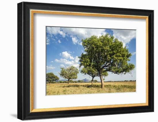 Uganda, Kidepo. Sauage Trees (Kigelia Africana) in Grasslands of Kidepo Valley National Park-Nigel Pavitt-Framed Photographic Print