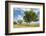 Uganda, Kidepo. Sauage Trees (Kigelia Africana) in Grasslands of Kidepo Valley National Park-Nigel Pavitt-Framed Photographic Print