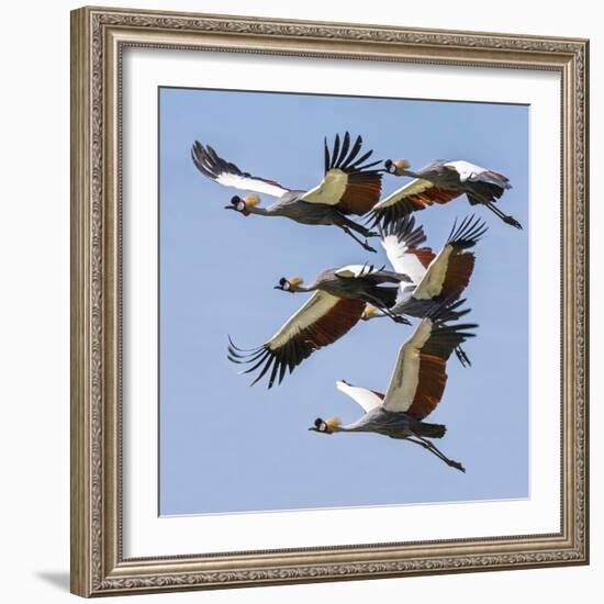 Uganda, Sipi. Grey Crowned Cranes in Flight. This Striking Species Is the National Bird of Uganda.-Nigel Pavitt-Framed Photographic Print