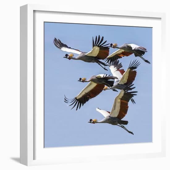 Uganda, Sipi. Grey Crowned Cranes in Flight. This Striking Species Is the National Bird of Uganda.-Nigel Pavitt-Framed Photographic Print