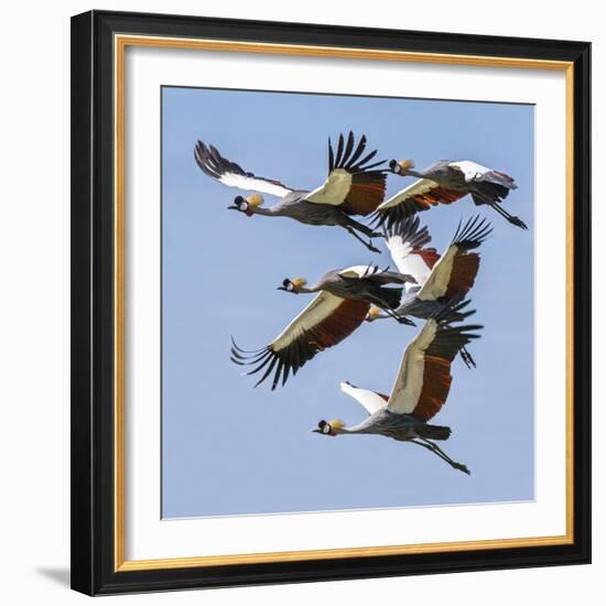 Uganda, Sipi. Grey Crowned Cranes in Flight. This Striking Species Is the National Bird of Uganda.-Nigel Pavitt-Framed Photographic Print