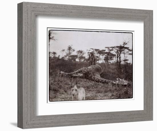 Ugigi, Belgian Congo, c.1910-null-Framed Giclee Print