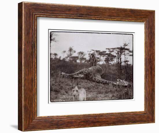 Ugigi, Belgian Congo, c.1910-null-Framed Giclee Print