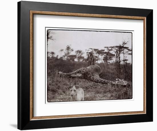 Ugigi, Belgian Congo, c.1910-null-Framed Giclee Print