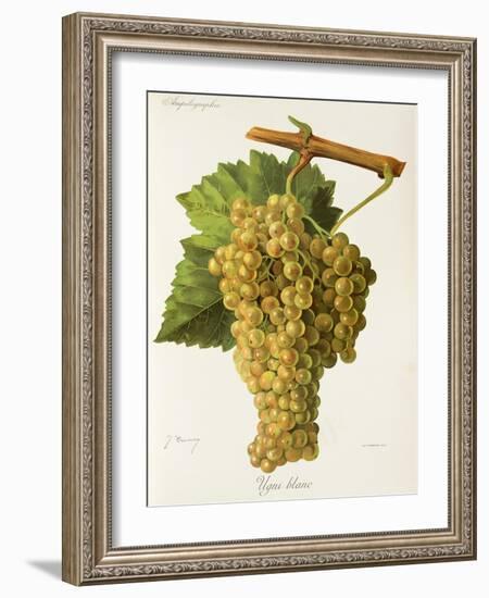 Ugni Blanc Grape-J. Troncy-Framed Giclee Print