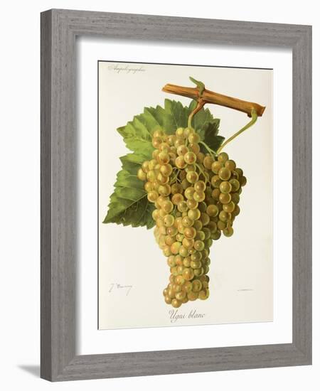 Ugni Blanc Grape-J. Troncy-Framed Giclee Print
