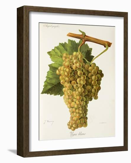 Ugni Blanc Grape-J. Troncy-Framed Giclee Print