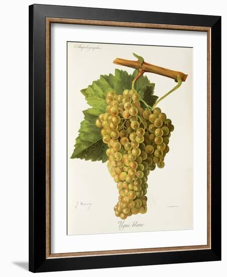 Ugni Blanc Grape-J. Troncy-Framed Giclee Print