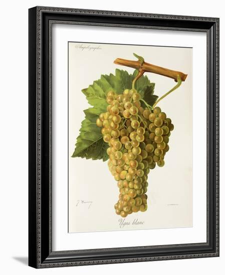 Ugni Blanc Grape-J. Troncy-Framed Giclee Print