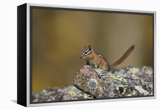 Uinta Chipmunk (Tamias Umbrinus), Uncompahgre National Forest, Colorado, Usa-James Hager-Framed Premier Image Canvas