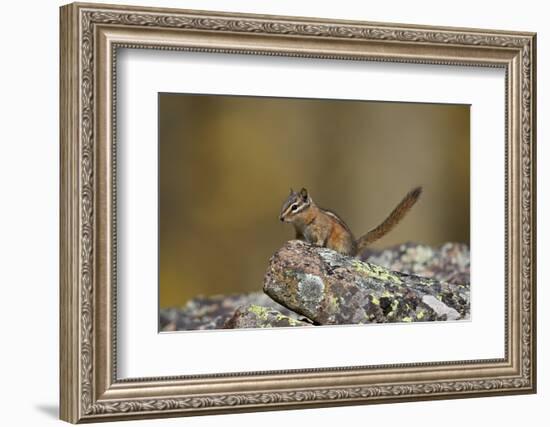 Uinta Chipmunk (Tamias Umbrinus), Uncompahgre National Forest, Colorado, Usa-James Hager-Framed Photographic Print