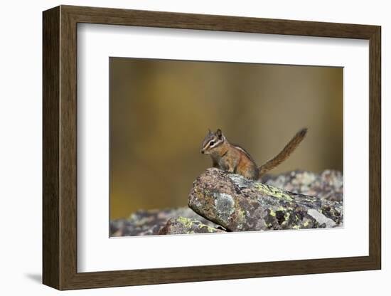 Uinta Chipmunk (Tamias Umbrinus), Uncompahgre National Forest, Colorado, Usa-James Hager-Framed Photographic Print