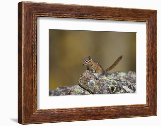 Uinta Chipmunk (Tamias Umbrinus), Uncompahgre National Forest, Colorado, Usa-James Hager-Framed Photographic Print