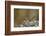 Uinta Chipmunk (Tamias Umbrinus), Uncompahgre National Forest, Colorado, Usa-James Hager-Framed Photographic Print