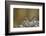 Uinta Chipmunk (Tamias Umbrinus), Uncompahgre National Forest, Colorado, Usa-James Hager-Framed Photographic Print