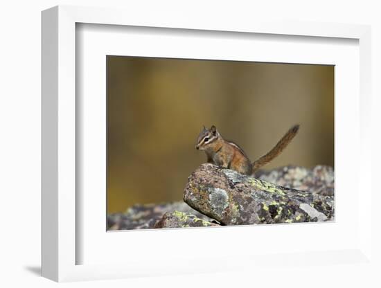 Uinta Chipmunk (Tamias Umbrinus), Uncompahgre National Forest, Colorado, Usa-James Hager-Framed Photographic Print