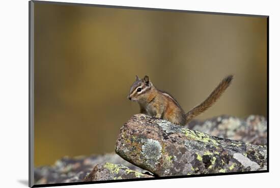 Uinta Chipmunk (Tamias Umbrinus), Uncompahgre National Forest, Colorado, Usa-James Hager-Mounted Photographic Print