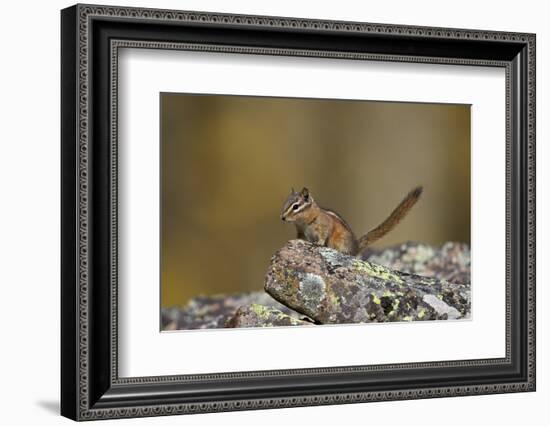 Uinta Chipmunk (Tamias Umbrinus), Uncompahgre National Forest, Colorado, Usa-James Hager-Framed Photographic Print