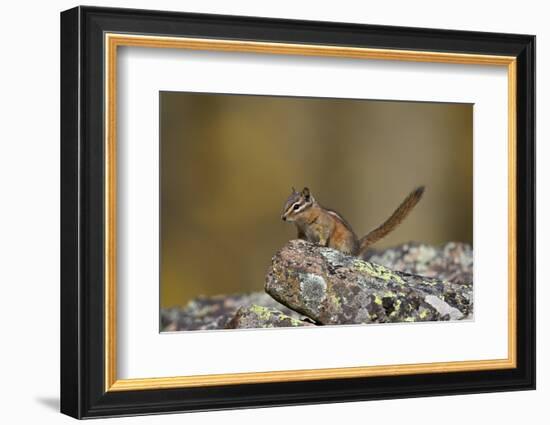 Uinta Chipmunk (Tamias Umbrinus), Uncompahgre National Forest, Colorado, Usa-James Hager-Framed Photographic Print