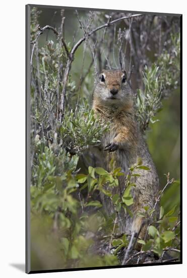 Uinta Ground Squirrel (Urocitellus Armatus), Yellowstone National Park, Wyoming, U.S.A.-James Hager-Mounted Photographic Print