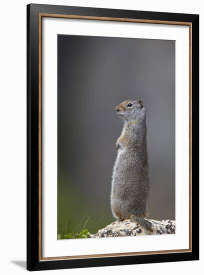 Uinta Ground Squirrel (Urocitellus Armatus), Yellowstone National Park, Wyoming, U.S.A.-James Hager-Framed Photographic Print