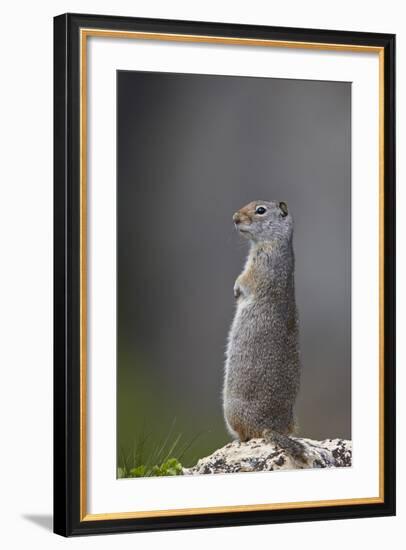 Uinta Ground Squirrel (Urocitellus Armatus), Yellowstone National Park, Wyoming, U.S.A.-James Hager-Framed Photographic Print