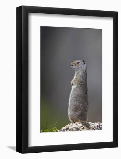 Uinta Ground Squirrel (Urocitellus Armatus), Yellowstone National Park, Wyoming, U.S.A.-James Hager-Framed Photographic Print