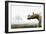 Uintatherium-Christian Darkin-Framed Photographic Print