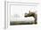 Uintatherium-Christian Darkin-Framed Photographic Print