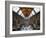 UK, Enlgland, London, South Kensington, Natural History Museum, the Central Hall-Alan Copson-Framed Photographic Print