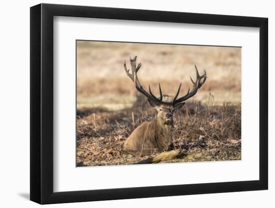UK, London, Richmond Park. The King's Deer (Red Deer) are native to the UK.-Richard Wright-Framed Photographic Print