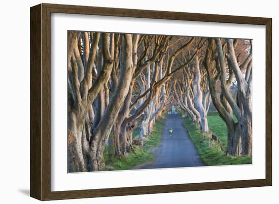 UK, Northern Ireland, County Antrim, Ballymoney, The Dark Hedges, tree lined road, dawn-Walter Bibikw-Framed Photographic Print